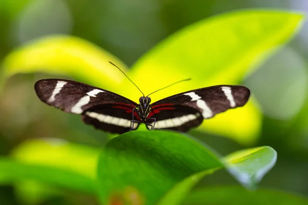 Beautiful Macro Picture Black Red White Butterfly Sitting Leaf — Stock Photo, Image