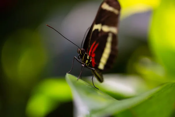 Beautiful Macro Picture Black Red White Butterfly Sitting Leaf — Stock Photo, Image
