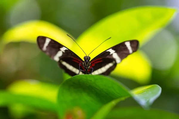 Beautiful Macro Picture Black Red White Butterfly Sitting Leaf — Stock Photo, Image