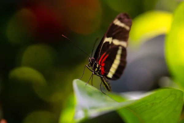 Beautiful Macro Picture Black Red White Butterfly Sitting Leaf — Stock Photo, Image