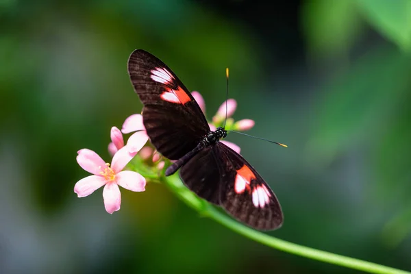 Красива Макро Картина Чорного Червоного Білого Метелика Сидить Яскравій Квітці — стокове фото