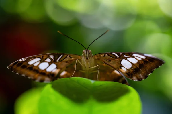 Beautiful Macro Picture Brown White Butterfly Sitting Green Leaf — Stock Photo, Image