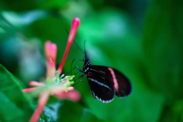 Beautiful Macro Picture Black Red White Butterfly Sitting Bright Flower — Stock Photo, Image