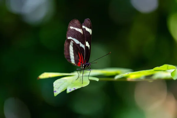 Beautiful Macro Picture Black Red White Butterfly Sitting Leaf — Stock Photo, Image