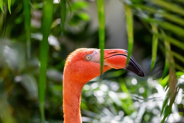 Nahaufnahme Eines Rosa Flamingos Der Natur — Stockfoto