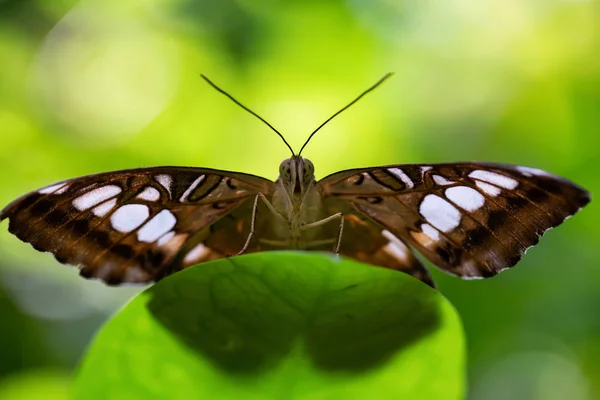 Beautiful Macro Picture Brown White Butterfly Sitting Green Leaf — Stock Photo, Image