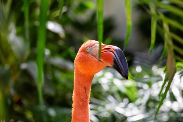 Photo Rapprochée Flamant Rose Dans Nature — Photo