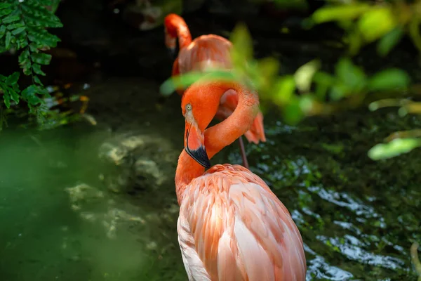 Różowe Flamingi Stojąc Świeżej Wody Przyrodzie — Zdjęcie stockowe