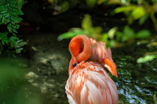 Flamencos Rosados Pie Agua Dulce Naturaleza —  Fotos de Stock