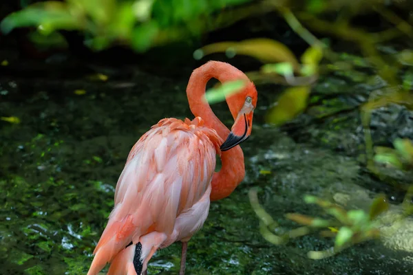 Flamingos Cor Rosa Água Doce Natureza — Fotografia de Stock