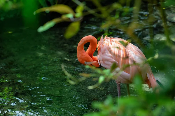 Flamencos Rosados Pie Agua Dulce Naturaleza —  Fotos de Stock