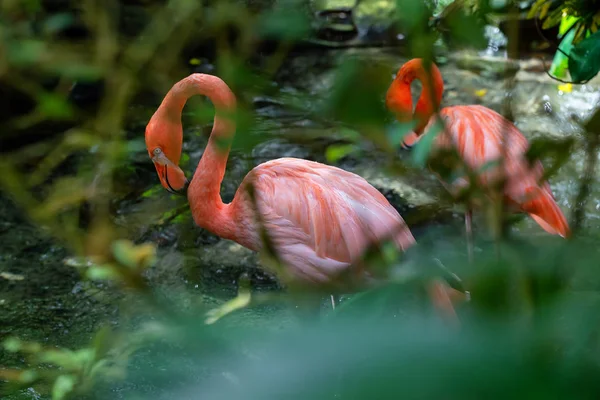 Рожевий Фламінго Стоячи Прісній Воді Природі — стокове фото