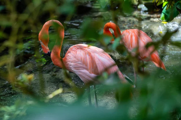 Flamencos Rosados Pie Agua Dulce Naturaleza — Foto de Stock