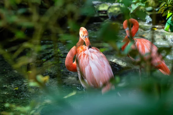 Flamingos Cor Rosa Água Doce Natureza — Fotografia de Stock