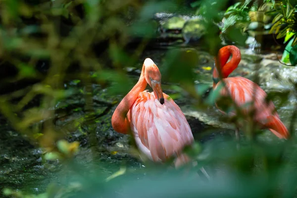 Flamingos Cor Rosa Água Doce Natureza — Fotografia de Stock