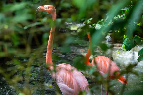 Flamants Roses Debout Dans Eau Douce Dans Nature — Photo