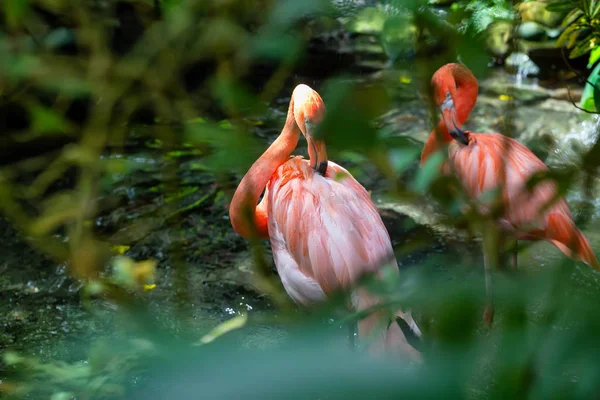 Pembe Flamingolar Tatlı Doğada Ayakta — Stok fotoğraf