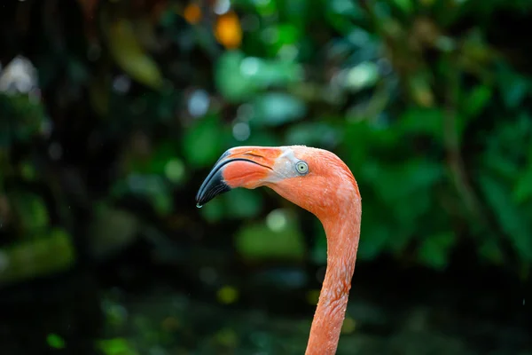 Nahaufnahme Eines Rosa Flamingos Der Natur — Stockfoto