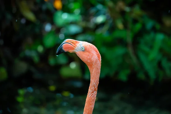 Imagen Cerca Flamenco Rosado Naturaleza —  Fotos de Stock