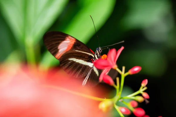 Hermosa Imagen Macro Una Mariposa Negra Roja Blanca Sentada Una —  Fotos de Stock