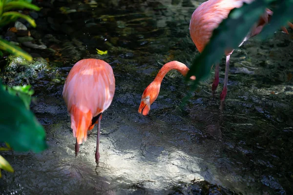 Flamants Roses Buvant Eau Fraîche Ruisseau — Photo