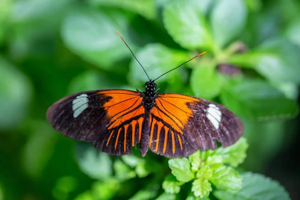 Beautiful Macro Picture Orange Black White Butterfly Doris — Stock Photo, Image