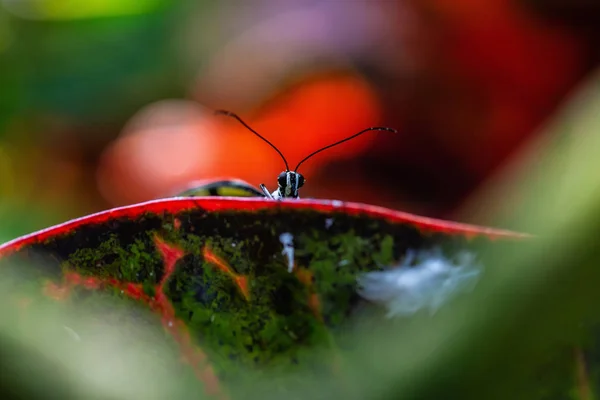 Mooie Macro Foto Van Een Vlinder Piek Uit Een Blad — Stockfoto
