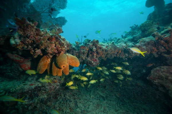Een Groep Van Kleine Gele Vis Gele Lutjanus Lutjanus Zwemmen — Stockfoto