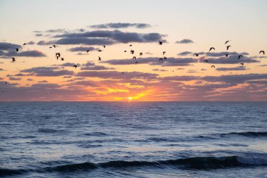 Okyanus tarafından canlı bulutlu gün doğumu sırasında uçan kuşlar, martılar, sürüsü. Daytona Beach, Florida, Amerika Birleşik Devletleri'nde çekilen.