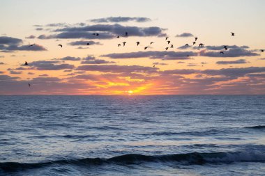 Okyanus tarafından canlı bulutlu gün doğumu sırasında uçan kuşlar, martılar, sürüsü. Daytona Beach, Florida, Amerika Birleşik Devletleri'nde çekilen.
