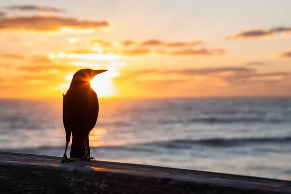 Sea Bird Sentado Cais Madeira Junto Oceano Durante Nascer Sol — Fotografia de Stock