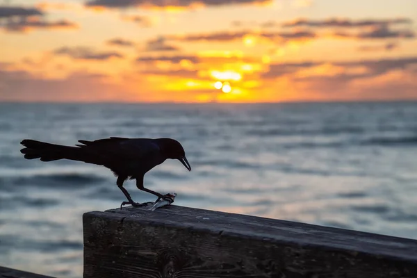 Pájaros Marinos Sentados Muelle Madera Junto Océano Durante Vibrante Amanecer —  Fotos de Stock