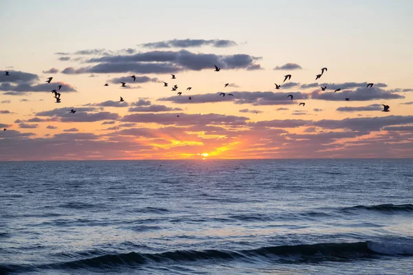 Летять Чайки Політ Під Час Жвавого Хмарно Sunrise Океану Взяті — стокове фото