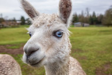 Bir bulutlu gün boyunca bir gruptaki Albino alpaka.