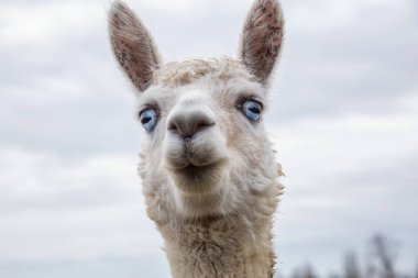 Bir bulutlu gün boyunca bir gruptaki Albino alpaka.