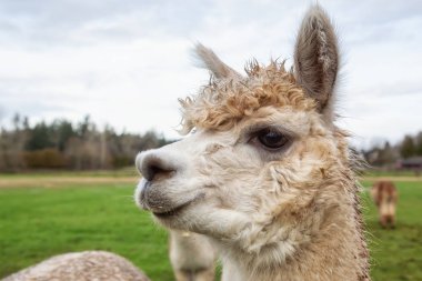 Bir bulutlu gün boyunca bir gruptaki alpaka.