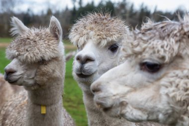 Bir bulutlu gün boyunca bir gruptaki alpaka.