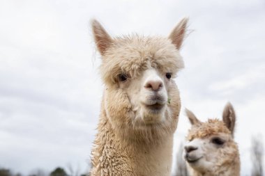 Bir bulutlu gün boyunca bir gruptaki alpaka.