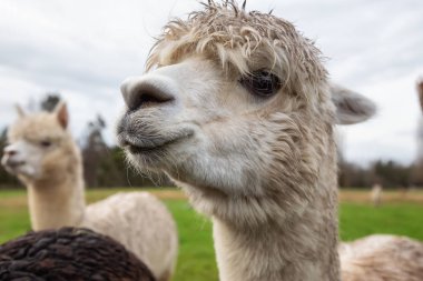 Bir bulutlu gün boyunca bir gruptaki alpaka.