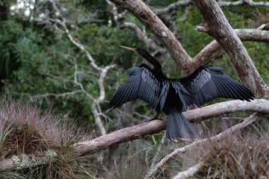 Çift Tepeli karabatak bir ağaçta oturuyor. Orlando, Florida, Amerika Birleşik Devletleri batısında bulunan Chassahowitzka Nehri'nde alınan.
