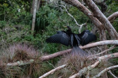 Çift Tepeli karabatak bir ağaçta oturuyor. Orlando, Florida, Amerika Birleşik Devletleri batısında bulunan Chassahowitzka Nehri'nde alınan.