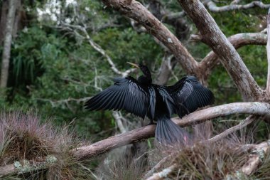 Çift Tepeli karabatak bir ağaçta oturuyor. Orlando, Florida, Amerika Birleşik Devletleri batısında bulunan Chassahowitzka Nehri'nde alınan.