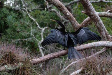 Çift Tepeli karabatak bir ağaçta oturuyor. Orlando, Florida, Amerika Birleşik Devletleri batısında bulunan Chassahowitzka Nehri'nde alınan.