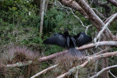 Çift Tepeli karabatak bir ağaçta oturuyor. Orlando, Florida, Amerika Birleşik Devletleri batısında bulunan Chassahowitzka Nehri'nde alınan.