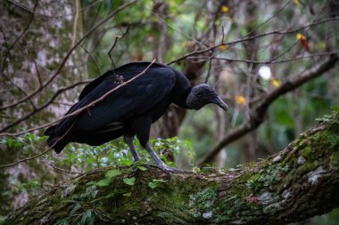 Kara akbaba bir ağaçta oturuyor. Orlando, Florida, Amerika Birleşik Devletleri batısında bulunan Chassahowitzka Nehri'nde alınan.