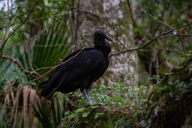 Kara akbaba bir ağaçta oturuyor. Orlando, Florida, Amerika Birleşik Devletleri batısında bulunan Chassahowitzka Nehri'nde alınan.