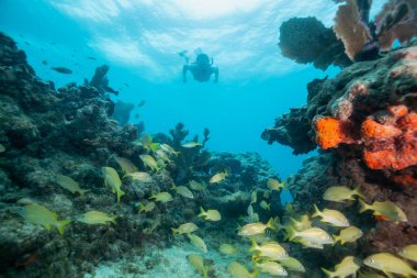 Okyanus coral reef dalış maceracı kız. Key West, Florida, ABD yakınında bulunan.