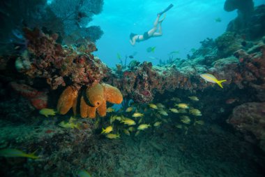 Okyanus coral reef dalış maceracı kız. Key West, Florida, ABD yakınında bulunan.