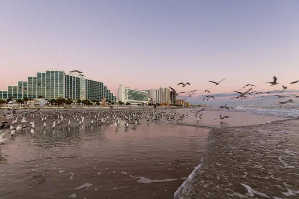 Birds on the sandy beach with Buildings in the background during a vibrant sunrise. Taken in Daytona Beach, Florida, United States.