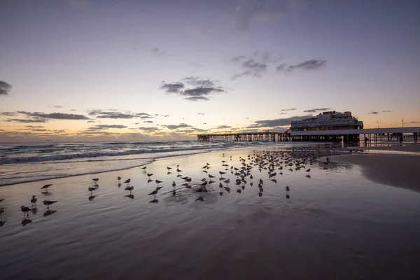 Vogels Het Zandstrand Met Houten Pier Achtergrond Tijdens Een Levendige — Stockfoto